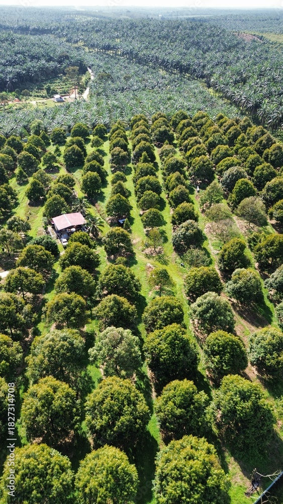 Fototapeta premium A showcase of innovative durian farm development in the tropics.