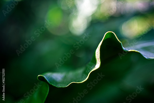 ESG Natural Texture Background Eco-Inspired Organic Surface Green Energy Concept Curve Sustainable Nature Abstract Clean Future in Green Tones