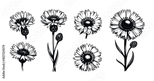 Collection of hand drawn black and white botanical sketches of wildflowers and buds perfect for decorative graphics and nature themed projects