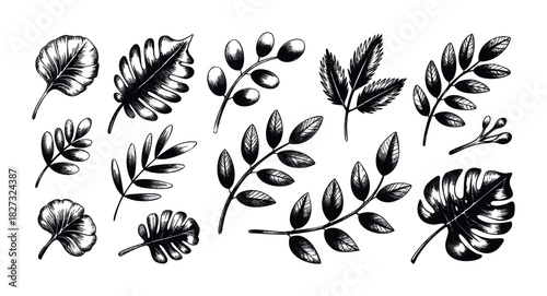 Collection of hand drawn botanical elements including leaves and berries in a black and white sketch style perfect for nature themed graphic applications and organic branding projects