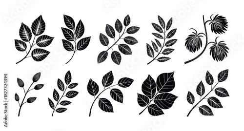 Collection of black silhouette botanical elements featuring diverse leaves and seed pods for natural organic decorative applications