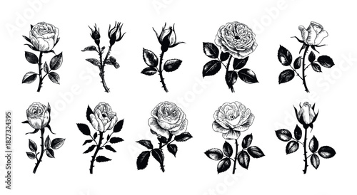 Collection of vintage rose drawings in various stages of bloom and bud, perfect for botanical studies, stationery, and elegant decorative applications.