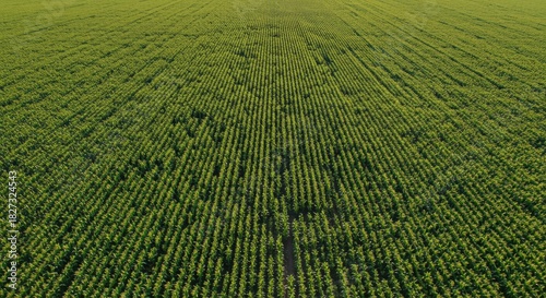 Vast green field of evenly spaced young plants stretching to the horizon