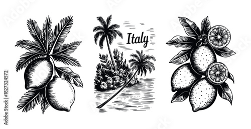 Vintage black and white woodcut style illustration featuring lemons on branches with palm trees and a tropical landscape, perfect for evoking a Mediterranean travel theme or fresh citrus