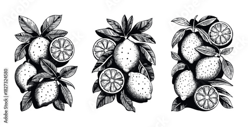 Vintage style black and white sketch of ripe lemons with leaves and slices, perfect for organic food branding, natural product packaging, and summer refreshment promotion.