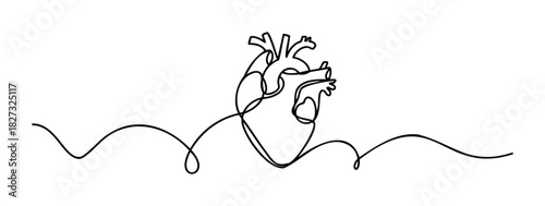 One line drawing of human heart symbolizing love and life, perfect for medical or emotional graphic needs