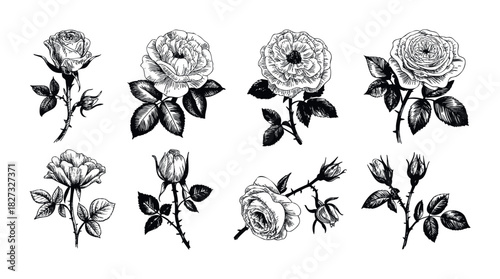 Collection of detailed black and white rose drawings with buds and leaves for elegant floral decoration and botanical presentation projects