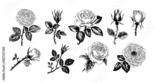 Botanical Line Drawing Collection of Various Rose Blossoms and Buds with Leaves and Thorns, Ideal for Invitations Stationery and Floral Decor Projects