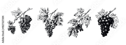Collection of handdrawn grape clusters with leaves in a sketchy style for vineyard or harvest themed projects