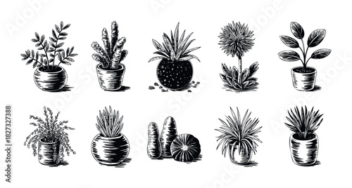 Collection of ten potted plants in linocut style, perfect for home decor, gardening themes, and natural lifestyle promotions, conveying organic growth and botanical diversity.