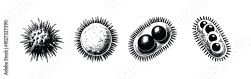 Collection of detailed monochrome engravings depicting various microscopic organisms, including spiky spherical forms and rodshaped bacteria, ideal for science education or medicalthemed