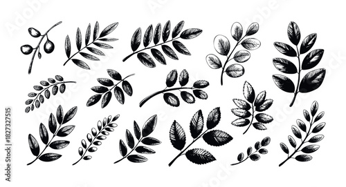 Collection of handdrawn botanical branch and leaf sketches for naturalistic graphic design projects and seasonal decor inspiration
