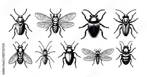 Collection of detailed black and white entomology illustrations depicting various insects, perfect for educational materials or naturethemed projects