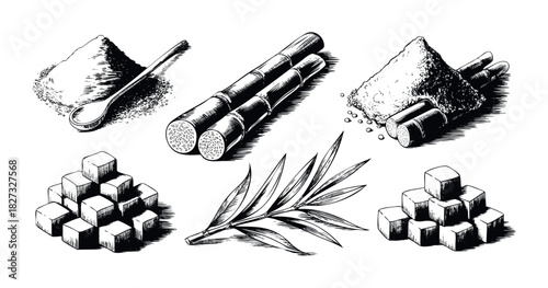 Vintage style sketch of sugar ingredients including cane stalks, refined sugar cubes, and granular sugar with a spoon, perfect for food and beverage related concepts.