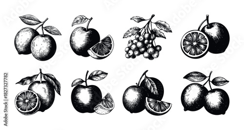 Collection of Hand Drawn Vintage Fruit Illustrations featuring apples, oranges, and grapes in black and white sketch style for food and beverage branding and seasonal promotions.