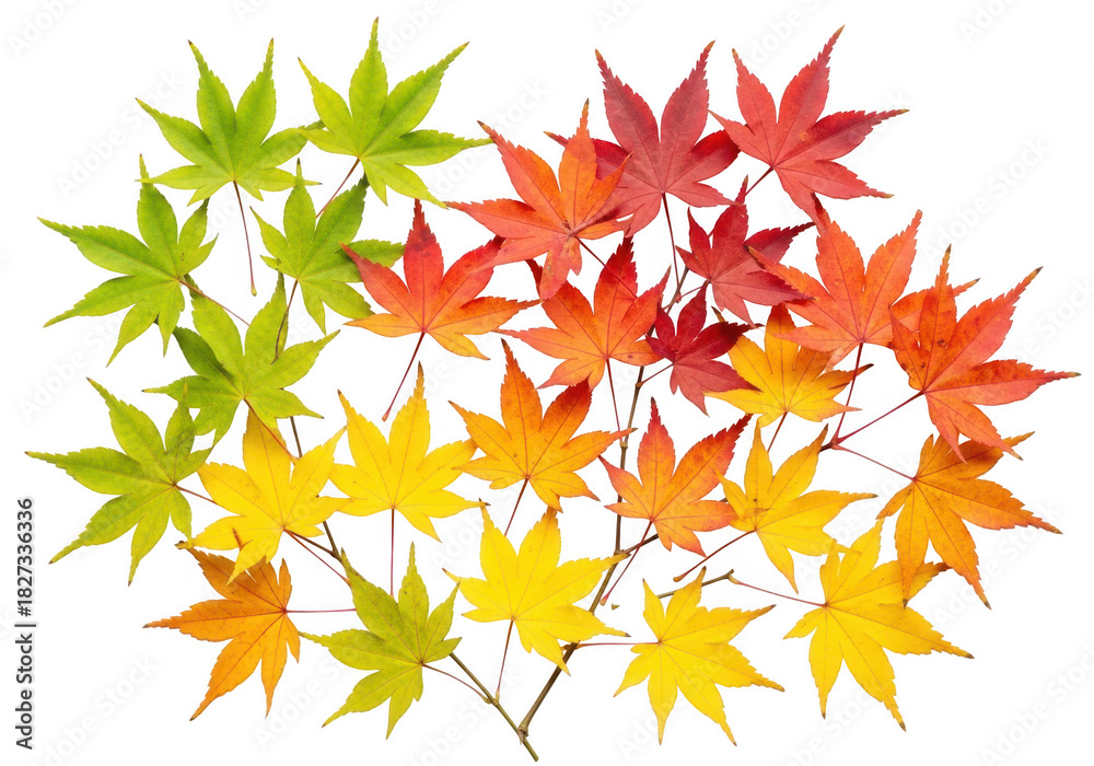 Fototapeta premium Colorful japanese maple leaves in gradient isolated on transparent background