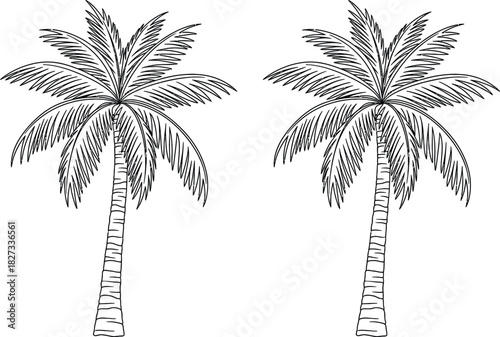Two palm trees in black and white sketch style illustration
