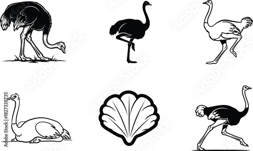 Monochrome ostrich illustration set with varying stances and a seashell graphic for diverse design applications and project implementations offering creative flexibility