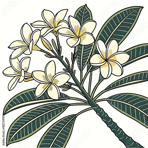 Exotic Frangipani Blossoms: A detailed illustration of vibrant frangipani blossoms, showcasing delicate petals and lush green foliage, evokes the tropical serenity.