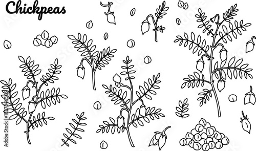 Set of chickpeas design elements. Hand drawn botany collection. Vector illustration in sketch stile black and white background