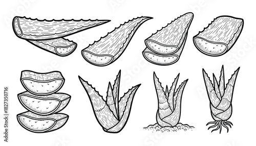 Aloe vera plant leaves set. botanical succulent cosmetic ingredient. organic health care product.