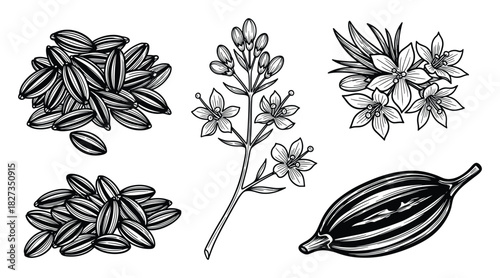 Cardamom spice illustrations set. Botanical drawing with seeds, plant stem, and flowers. Outline art of flavorful herb.