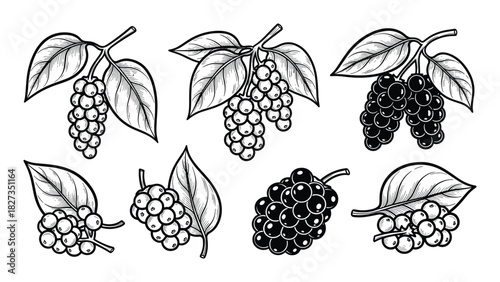Black pepper isolated vector set. Food ingredient for cooking. Herbal plant with leaves.