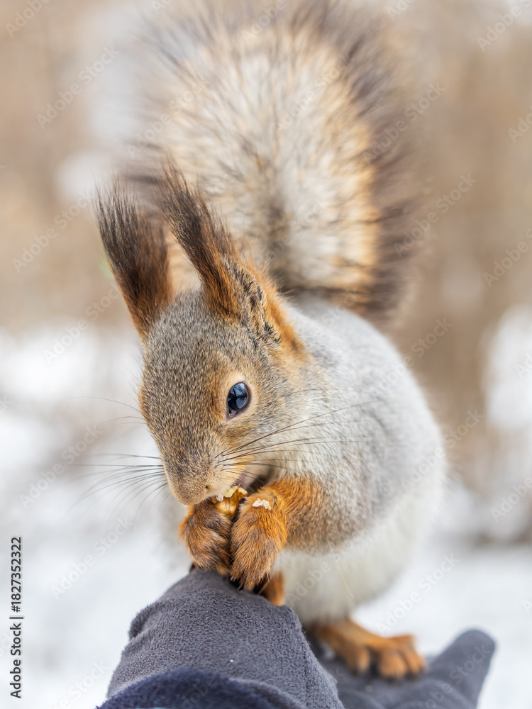 Fototapeta premium Squirrel eats nuts from a man's hand. Caring for animals in winter or autumn.