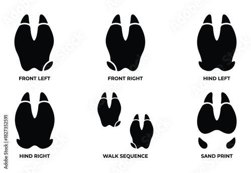 Deer hooves print types black silhouette set. Front left right hind walk sequence sand print.