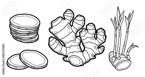 Ginger root set, whole ginger, sliced pieces, sprouted plant, natural spice, food ingredient outline.