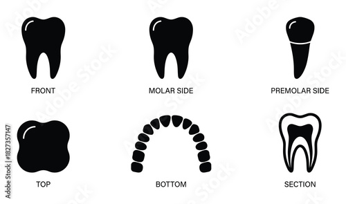 Human teeth vector set showing different angles including front molar premolar top bottom and section views