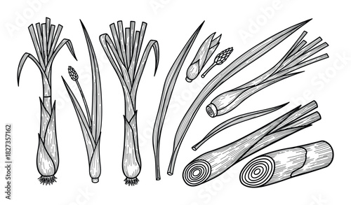 Collection of fresh lemongrass. Culinary herb line art. Aromatic plant ingredients. Food seasoning drawing.