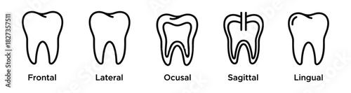 Tooth dental views outline icons set. Frontal lateral ocusal sagittal lingual dental anatomy.