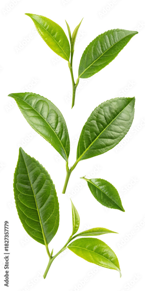 Fototapeta premium green leaves isolated on white