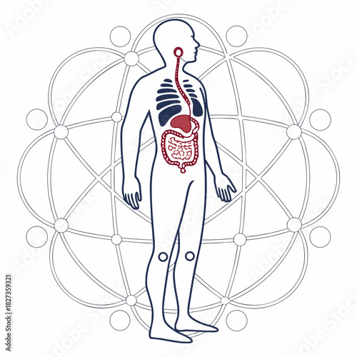 Minimalist Line Art Human Digestive System Anatomy Educational Illustration