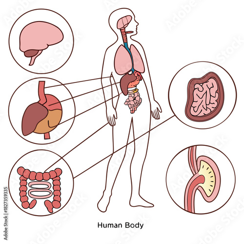 Illustrated Detailed Human Body Anatomy Diagram with Internal Organ in Circle