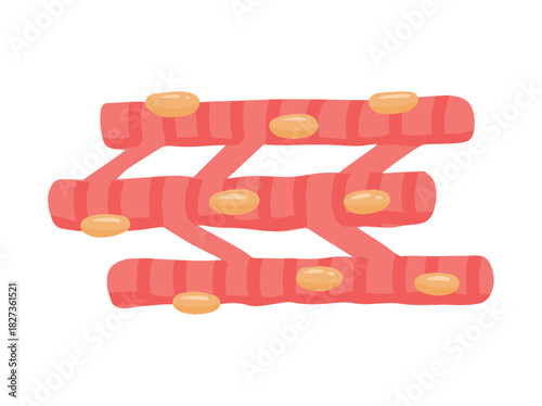 Cardiac Muscle Cells Clip art
