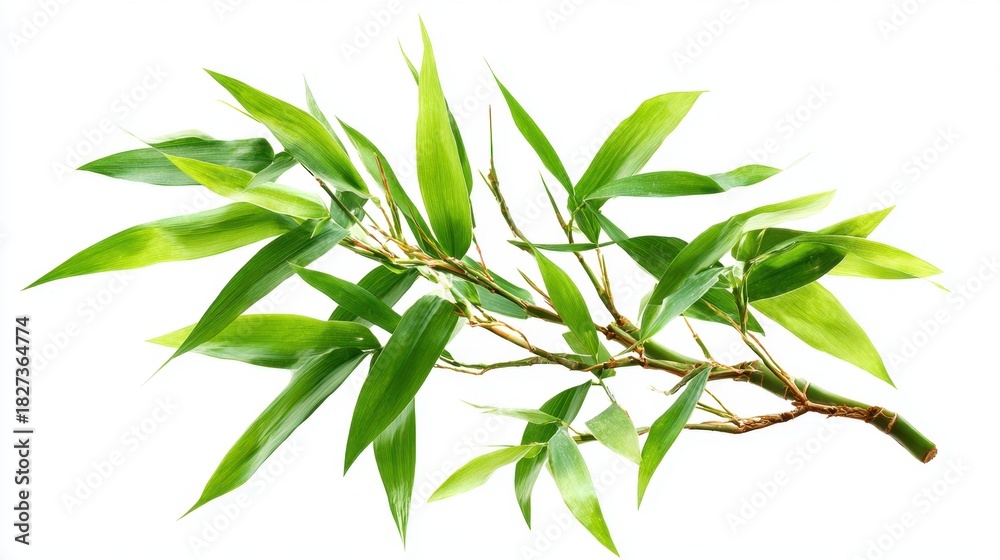 Fototapeta premium A bamboo branch showcases an array of bright green leaves against a plain background. This natural element is ideal for decorating spaces or creating floral arrangements.