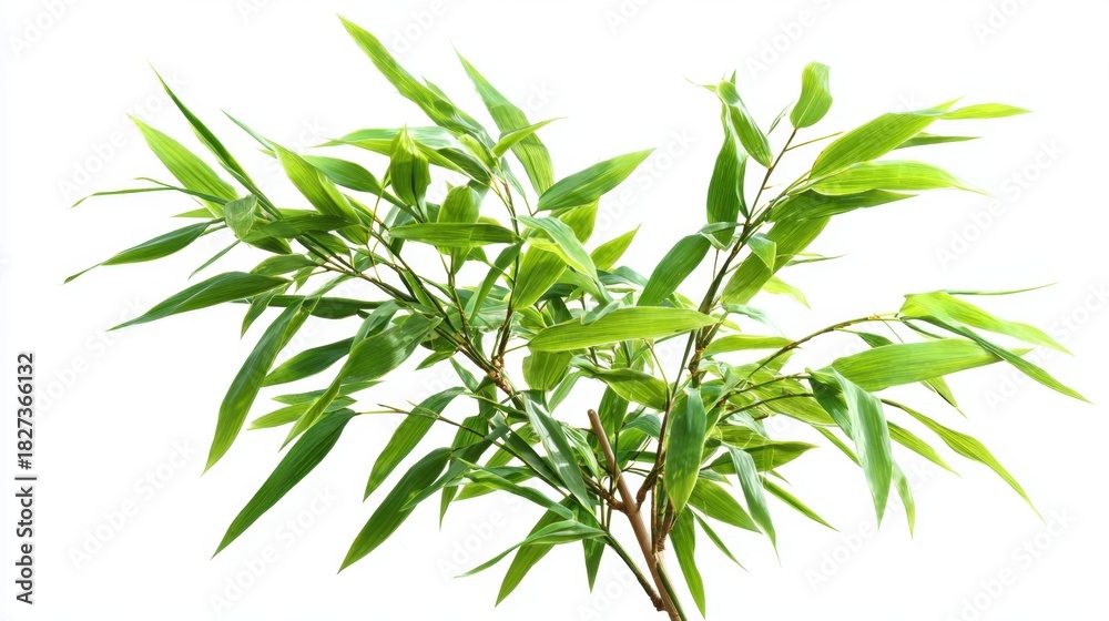 Obraz premium A lush bamboo plant displays bright green leaves with a strong stem. Its fresh foliage has an elegant shape enhancing the natural beauty of the indoor setting.