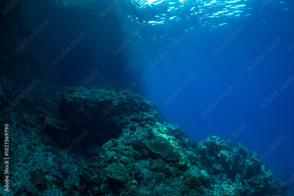 Fototapeta premium 南島の海中 小笠原
