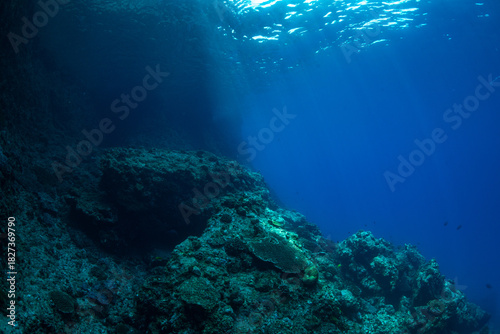 Wallpaper Mural 南島の海中　小笠原 Torontodigital.ca