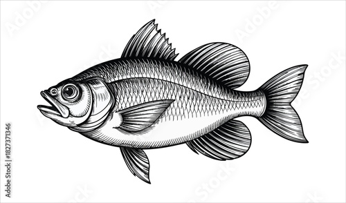 Scientific Fish Illustration - Vintage Woodcut Style Vector