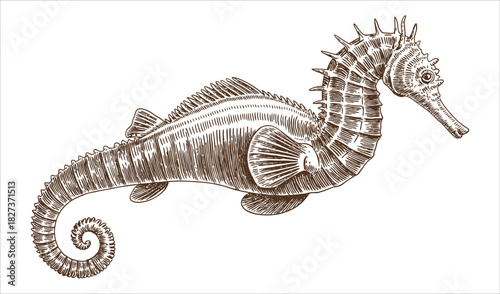 Vintage Seahorse Engraving (Curled Pose, Detailed Shading)