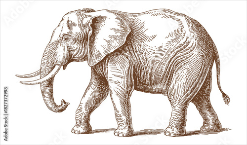 Detailed African Elephant Black and White Ink Sketch