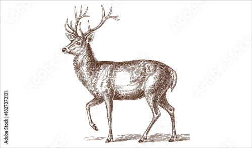 Majestic Red Deer Vintage Engraving in Sepia Tones