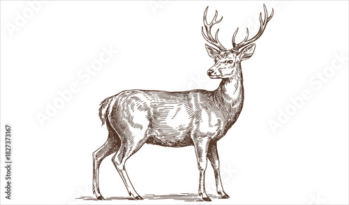 Vintage Hand Drawn Stag Deer with Antlers Illustration
