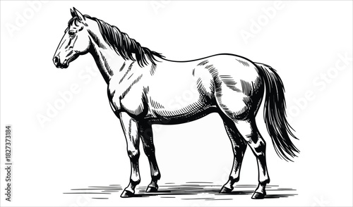Detailed Antique Horse Engraving Vector Design