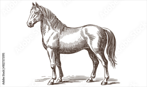 Classic Etching Style Walking Horse Vector Sketch