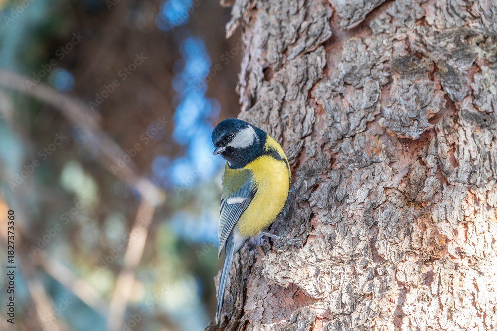 Fototapeta premium A tit is looking for food on a tree trunk.
