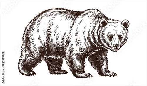 Detailed Realistic Grizzly Bear Engraving Style Vector Illustration